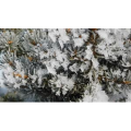 53817_雪景细节15