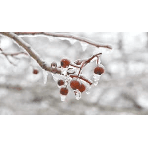 53819_雪景细节17