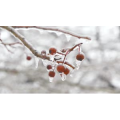 53819_雪景细节17