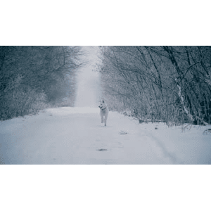 雪景中的城市21