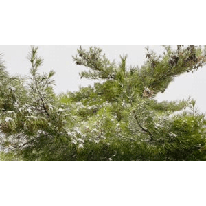 雪景中的城市31