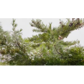 雪景中的城市31