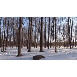 雪景中的自然景色20
