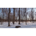 雪景中的自然景色20