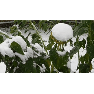 雪景中的自然景色87