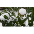 雪景中的自然景色87