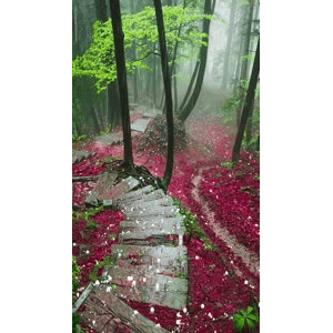 治愈系风景36