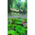治愈系风景37