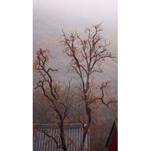 治愈系风景77
