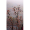 治愈系风景77