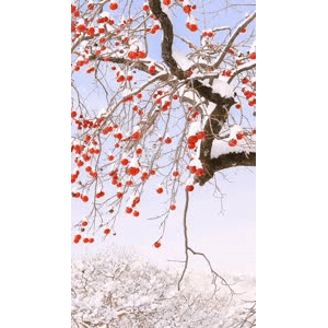 治愈系风景141