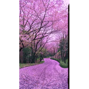 治愈系风景209