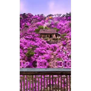 治愈系风景211
