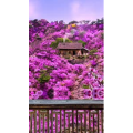治愈系风景211