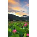 治愈系风景232