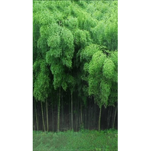 治愈系风景233