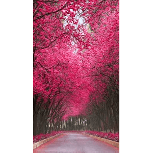 治愈系风景243