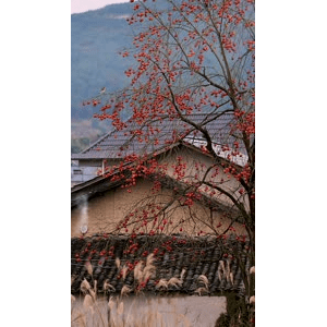 治愈系风景253