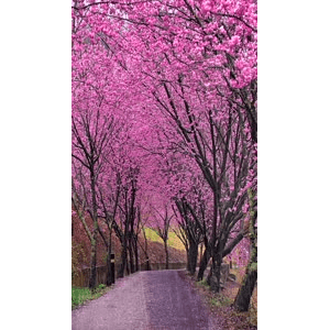 治愈系风景313