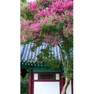 治愈系风景315