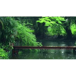 雨1