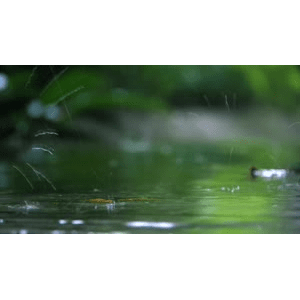 自然风景_下雨水花