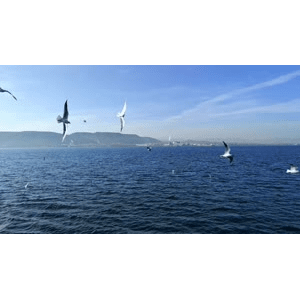 自然风景_大海海鸥