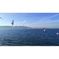 自然风景_大海海鸥