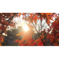 自然风景_枫叶阳光若隐若现