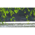 自然风景_柳树河流