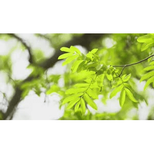 自然风景_树叶近景2