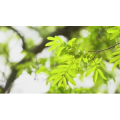 自然风景_树叶近景2