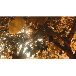 自然风景_树底阳光若隐若现