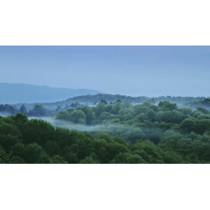 自然风景_森林上空