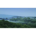 自然风景_森林上空