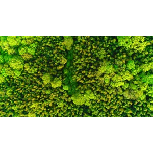 自然风景_森林上空视角