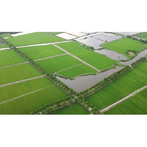 自然风景_稻田上空视角