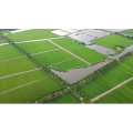 自然风景_稻田上空视角