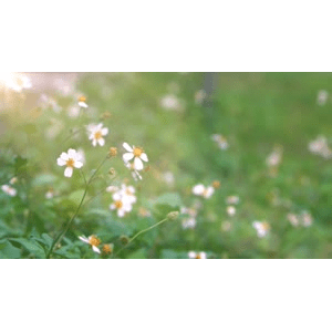 自然风景_花朵