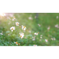 自然风景_花朵