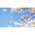 自然风景_花朵近景