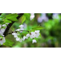 自然风景_花朵近景2