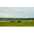 自然风景_草原