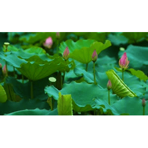 自然风景_荷花