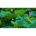 自然风景_荷花