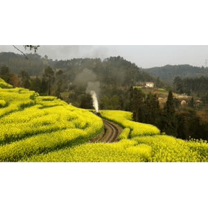 自然风景_蒸汽火车油菜花