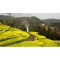 自然风景_蒸汽火车油菜花