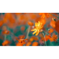 自然风景_蜜蜂采蜜