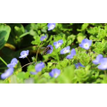 自然风景_蜜蜂采蜜2