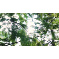 自然风景_阳光若隐若现